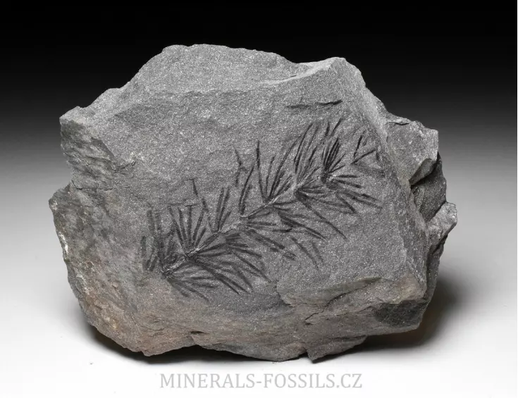 zkamenělá přeslička Asterophyllites