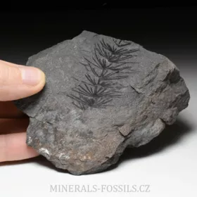 zkamenělá přeslička Asterophyllites