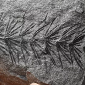 zkamenělá přeslička Asterophyllites