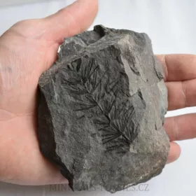 zkamenělá přeslička Asterophyllites