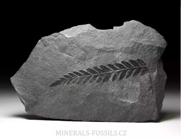 zkamenělá kapraďosemenná rostlina Odontopteris