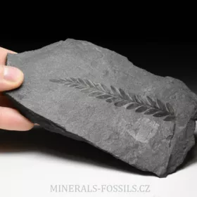 zkamenělá kapraďosemenná rostlina Odontopteris