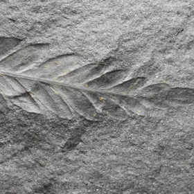 zkamenělá kapraďosemenná rostlina Odontopteris