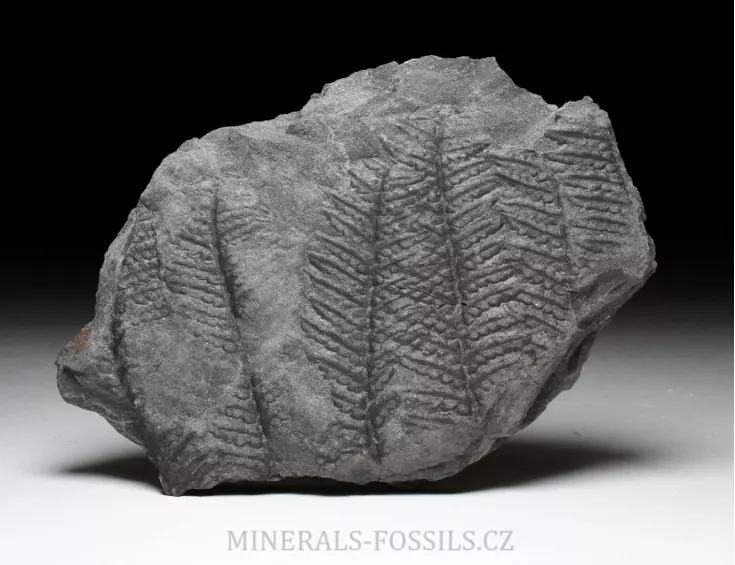 zkamenělá kapradina Pecopteris parvula