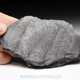 zkamenělá kapradina Pecopteris parvula