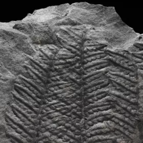 zkamenělá kapradina Pecopteris parvula