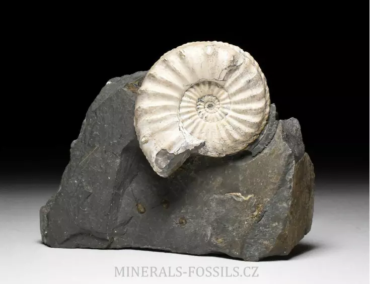 amonit Pleuroceras spinatum