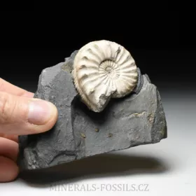 amonit Pleuroceras spinatum