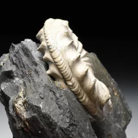 amonit Pleuroceras spinatum