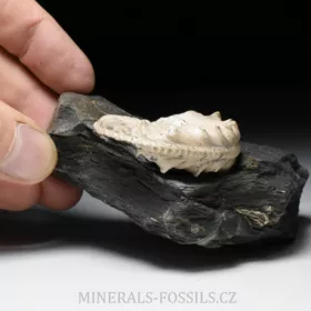 amonit Pleuroceras spinatum