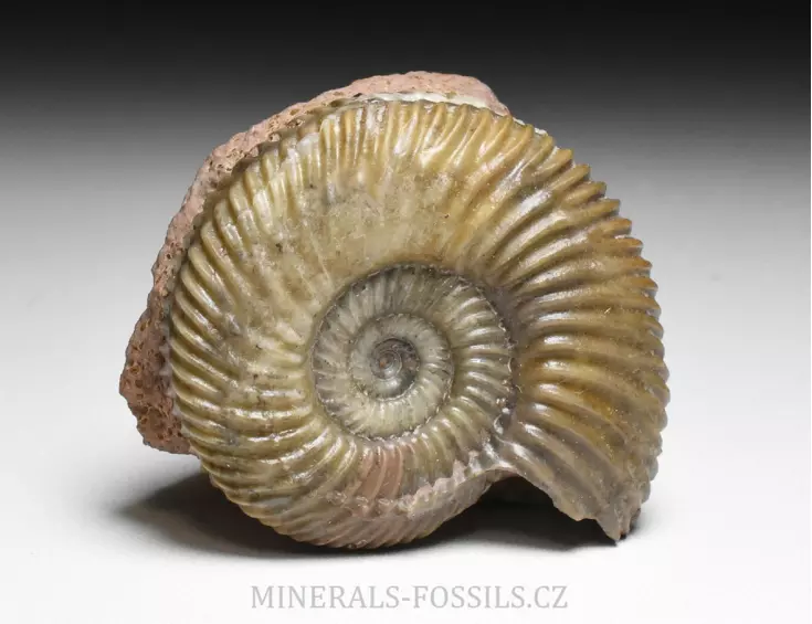 amonit Parkinsonia pachypleura