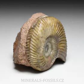 amonit Parkinsonia pachypleura