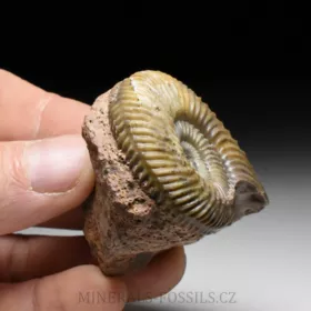 amonit Parkinsonia pachypleura