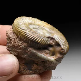 amonit Parkinsonia pachypleura