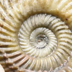 amonit Parkinsonia pachypleura