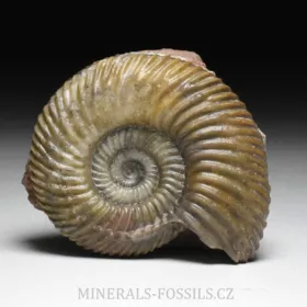 amonit Parkinsonia pachypleura