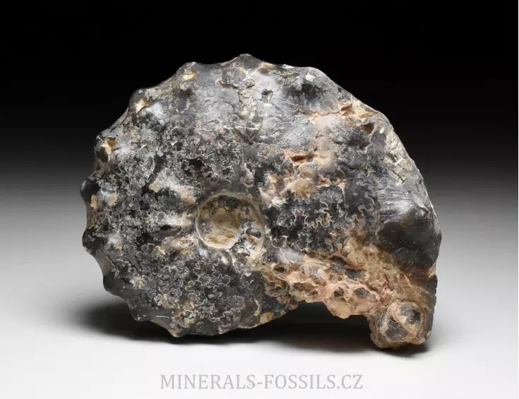 amonit Mammites nodosoides