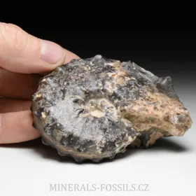 amonit Mammites nodosoides