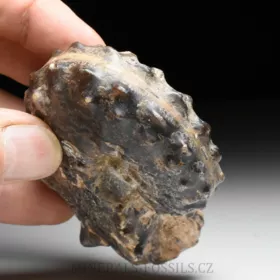 amonit Mammites nodosoides