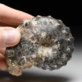 amonit Mammites nodosoides