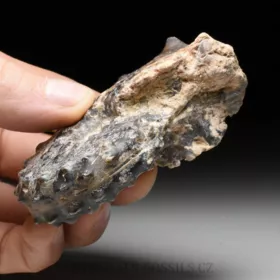 amonit Mammites nodosoides