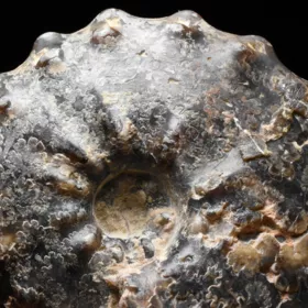 amonit Mammites nodosoides