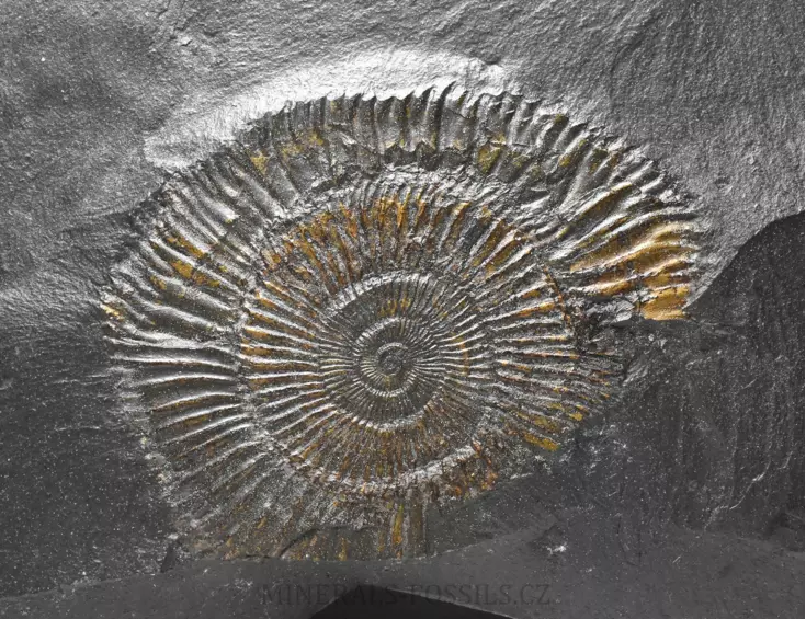 amonit Dactylioceras commune