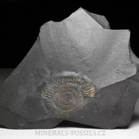 amonit Dactylioceras commune