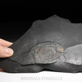 amonit Dactylioceras commune