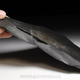 amonit Dactylioceras commune