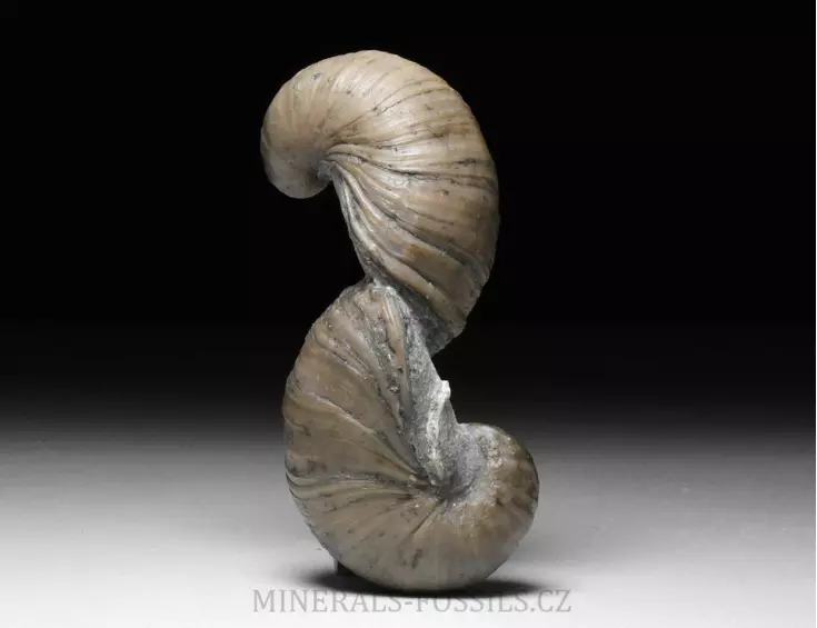 zkamenělá ústřice Gryphaea