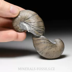 zkamenělá ústřice Gryphaea