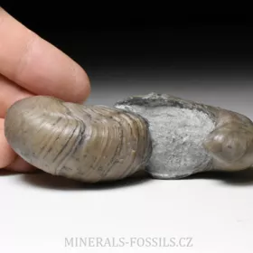 zkamenělá ústřice Gryphaea