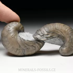 zkamenělá ústřice Gryphaea