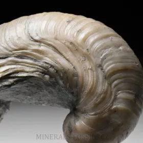 zkamenělá ústřice Gryphaea