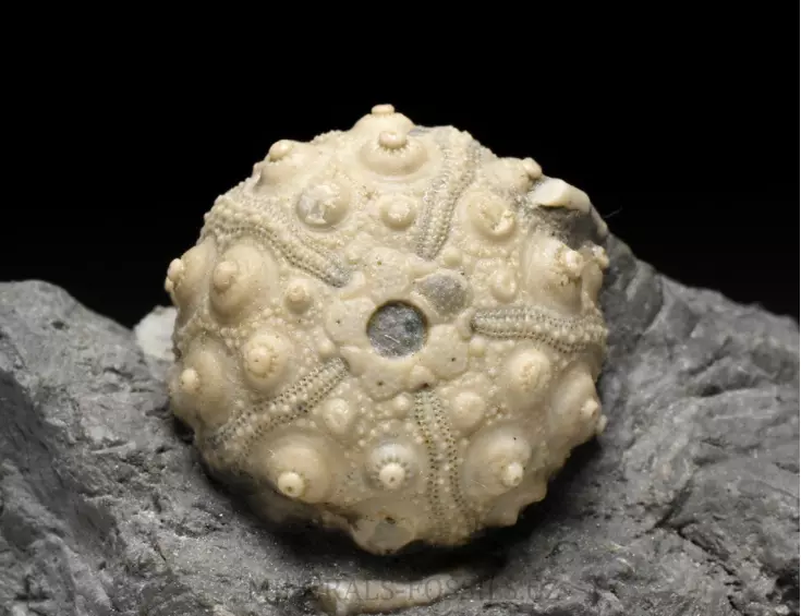 zkamenělá ježovka Hemicidaris crenularis