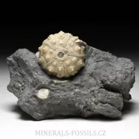 zkamenělá ježovka Hemicidaris crenularis