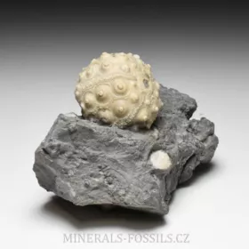 zkamenělá ježovka Hemicidaris crenularis