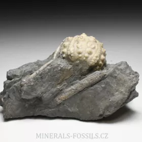 zkamenělá ježovka Hemicidaris crenularis
