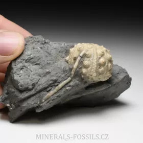 zkamenělá ježovka Hemicidaris crenularis