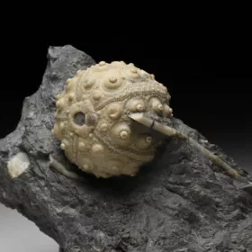 zkamenělá ježovka Hemicidaris crenularis