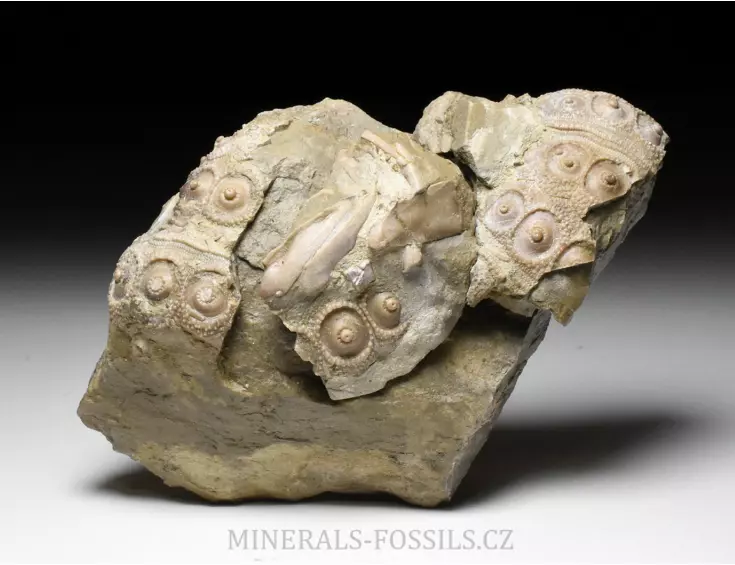 zkamenělá ježovka Cidaris sp.