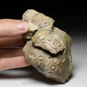 zkamenělá ježovka Cidaris sp.