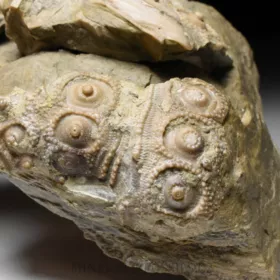 zkamenělá ježovka Cidaris sp.