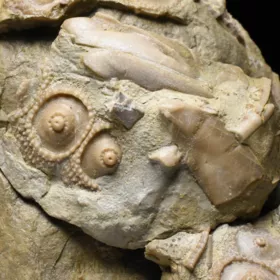 zkamenělá ježovka Cidaris sp.