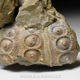 zkamenělá ježovka Cidaris sp.