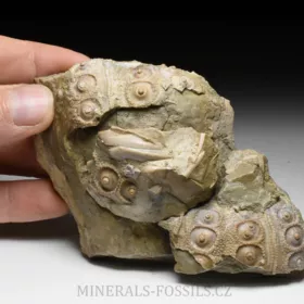 zkamenělá ježovka Cidaris sp.