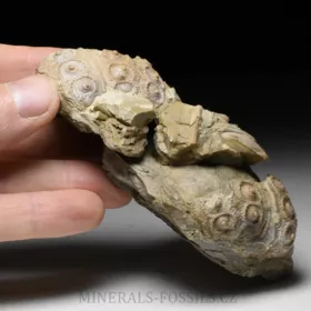 zkamenělá ježovka Cidaris sp.