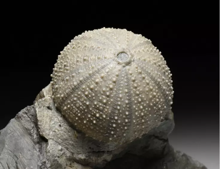 zkamenělá ježovka Stomechinus sp.