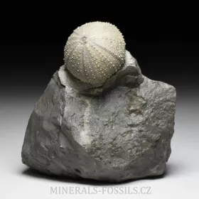 zkamenělá ježovka Stomechinus sp.